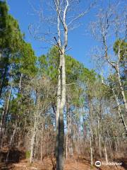 Peachtree Rock Heritage Preserve