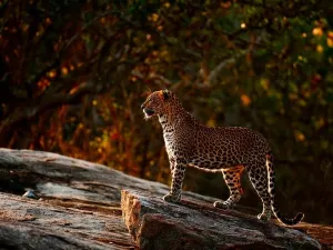 Parco nazionale di Yala