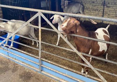 Broomey Croft Childrens Farm