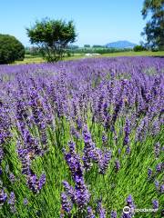 Alphra Lavenders