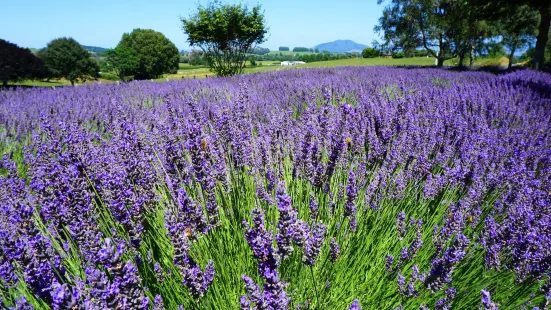 Alphra Lavenders