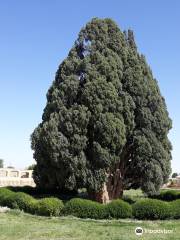 Cypress of Abarkuh