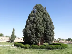 Cypress of Abarkuh