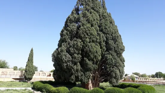 Cypress of Abarkuh