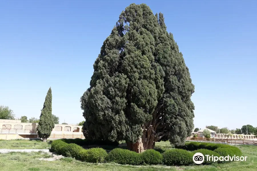 Cypress of Abarkuh