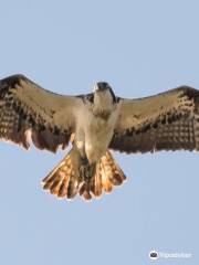 The Anglian Water Bird Watching Centre