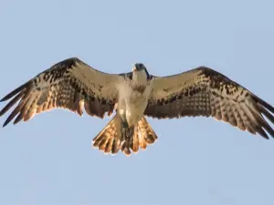 The Anglian Water Bird Watching Centre