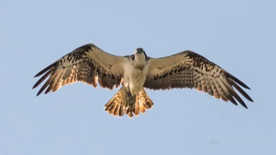 The Anglian Water Bird Watching Centre