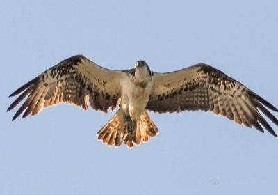 Rutland Water Nature Reserve (Anglian Water Bird Watching Centre)