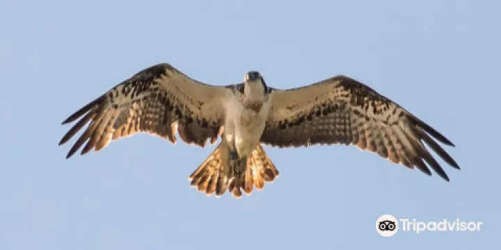 Rutland Water Nature Reserve （Anglian Water Bird Watching Centre）