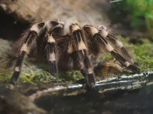 鬣蜥爬行動物園