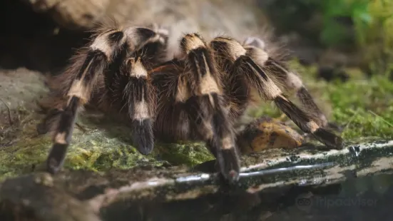 鬣蜥爬行動物園