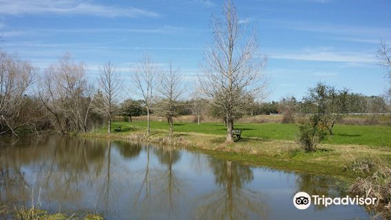 Matagorda County Birding