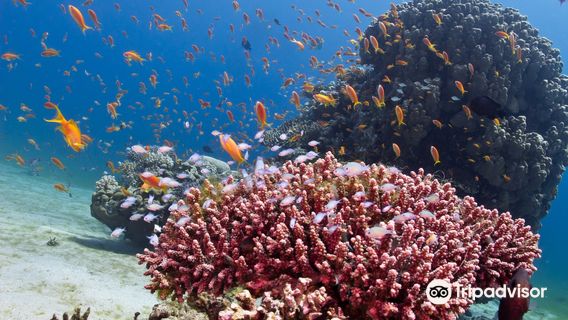 Diving Club - Divers Village