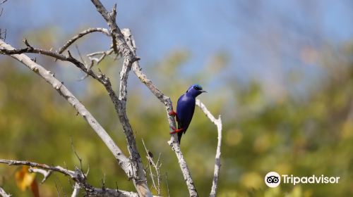 Birdwatching with Paulino Lopez Delgado