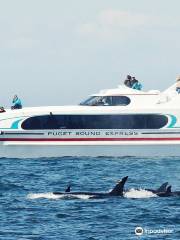 Puget Sound Express Whale Watching