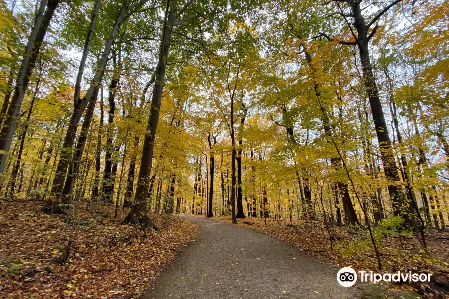 Chapin Forest Reservation