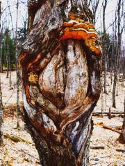 Silent Lake Provincial Park