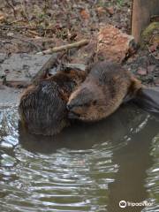 Bear Hollow Zoo