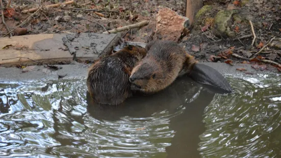 Bear Hollow Zoo