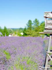 Castle Rock Lavender