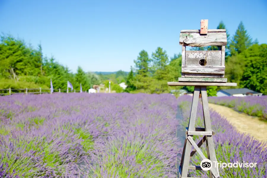 Castle Rock Lavender