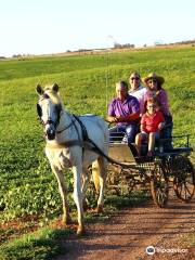 Find Ferreira do Alentejo