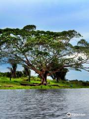 Laguna Cashibococha