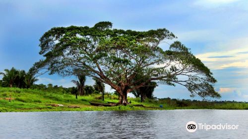 Laguna Cashibococha