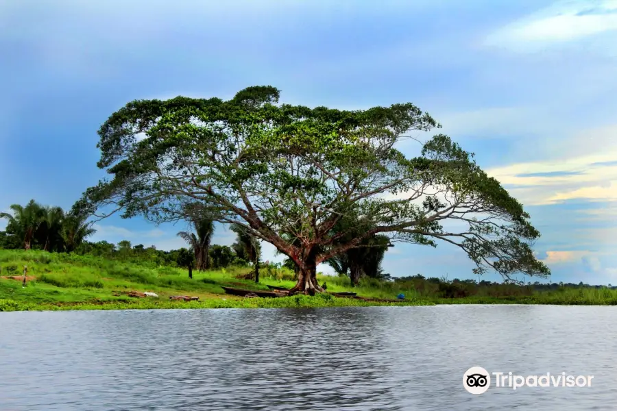 Laguna Cashibococha