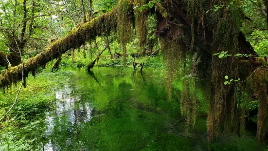 Hoh Rain Forest