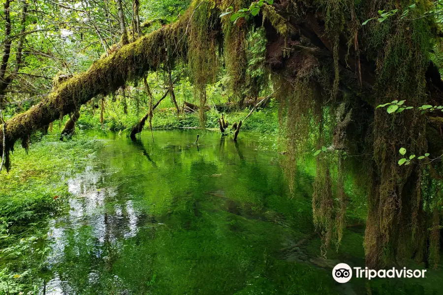 Hoh Rain Forest