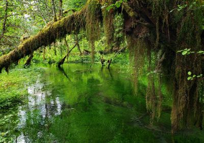 Hoh Rain Forest