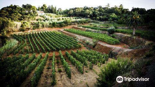 Azienda Agricola Arrighi