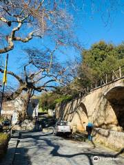 Platanus Tree