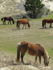 Shackleford Banks