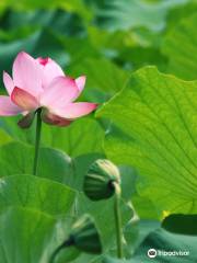 Kodai Hasu No Sato (Ancient Lotus Park)