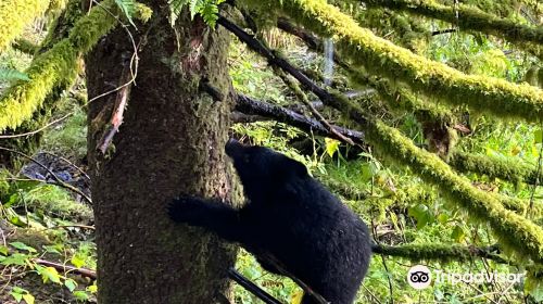 Alaska Rainforest Sanctuary