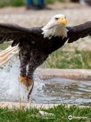 Rocher des Aigles