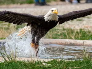 Rocher des Aigles