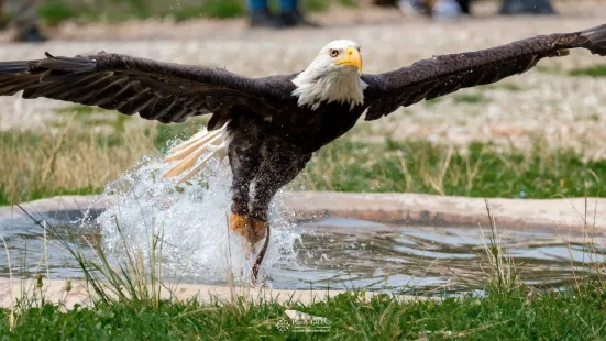 Rocher des Aigles