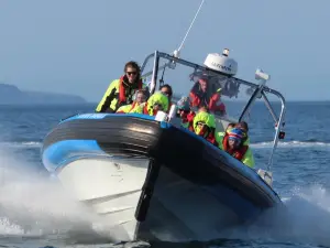 Gentle Giants - Husavik Whale Watching