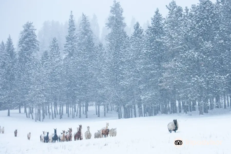 Seven Stars Alpaca Ranch