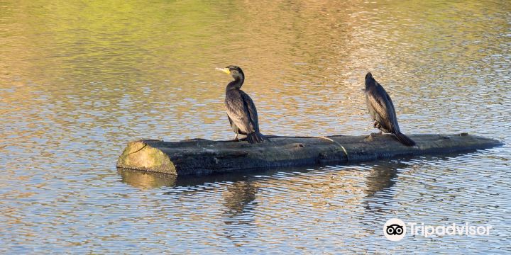 Delta Ponds
