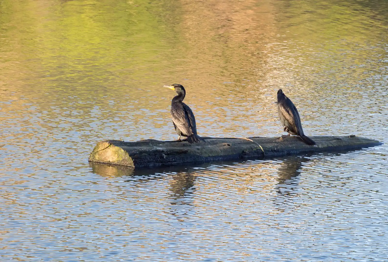 Hotels near Delta Ponds