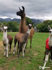 Alpacaly Ever After