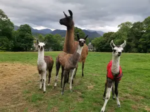 Alpacaly Ever After