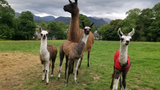 Alpacaly Ever After