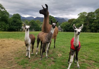 Alpacaly Ever After