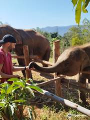 the north of thailand elephant camp